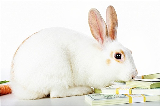 兔子,美元