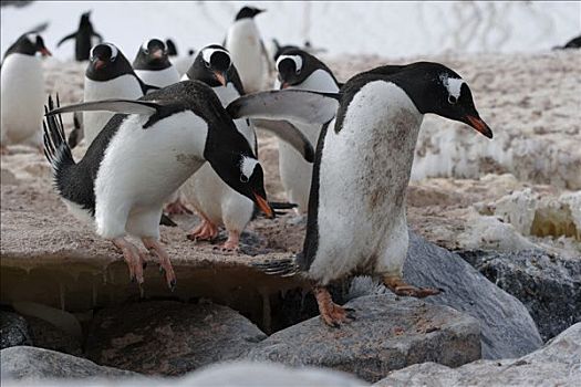 巴布亚企鹅,上方,石头,南极半岛,南极