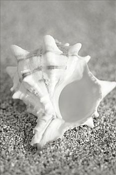 海螺壳,沙,表面,深褐色,照片