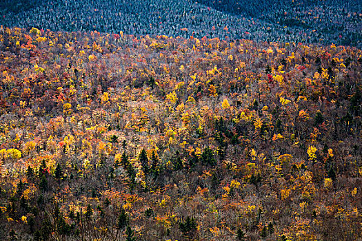 树,秋叶,秃树,山坡,怀特山国家森林,怀特山,新罕布什尔,美国