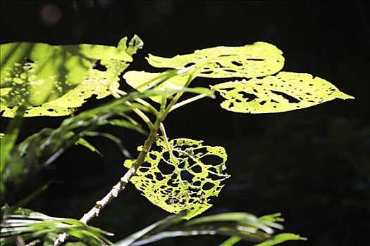 吃剩下,叶子