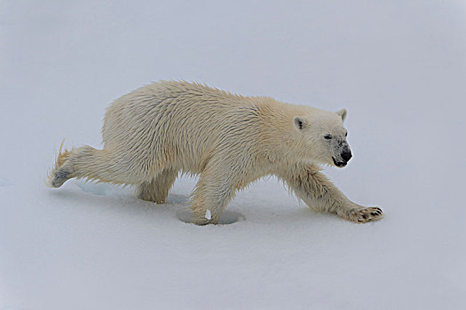 北极熊,幼兽,走,浮冰,斯匹次卑尔根岛,岛屿,斯瓦尔巴群岛,挪威,欧洲
