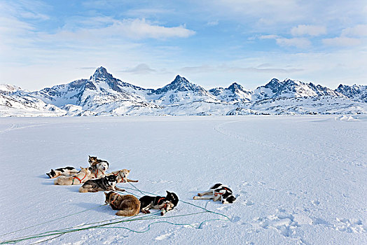 冬季风景,爱斯基摩犬,休息,冰