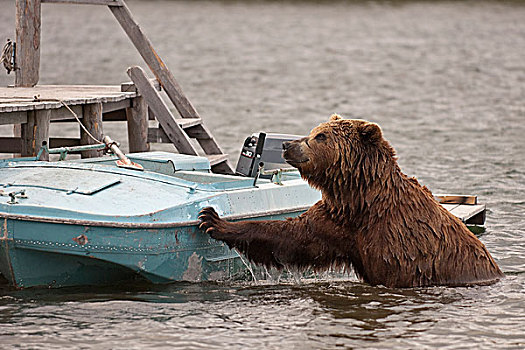 棕熊,船,堪察加半岛,俄罗斯