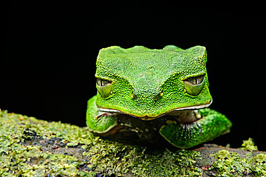 叶子,青蛙,亚马逊雨林,国家公园,厄瓜多尔,南美