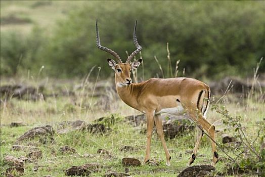 黑斑羚,马赛马拉国家公园,肯尼亚