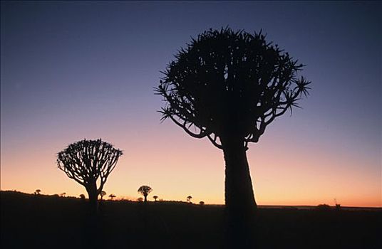 抖树,黄昏,纳米比亚,二歧芦荟
