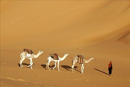 柏柏尔人,走,三个,白色,骆驼,沙漠,利比亚