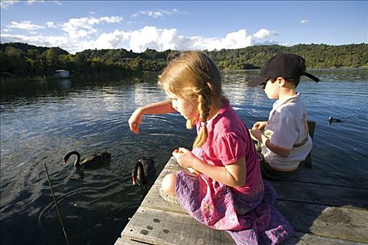 新西兰,北岛,罗托鲁瓦,孩子,喂食,黑天鹅,降落,度假屋,湖