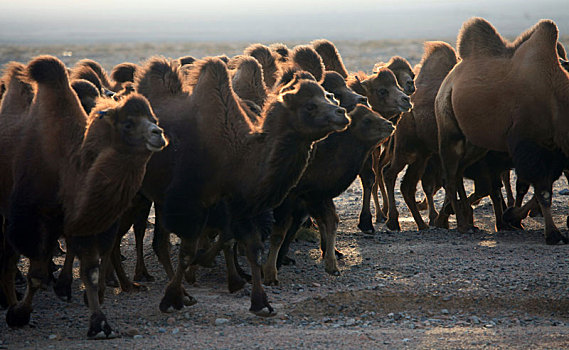 新疆哈密,大漠奔驼