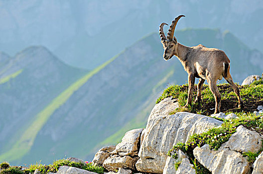 阿尔卑斯野山羊,羱羊,站立,石头,石台