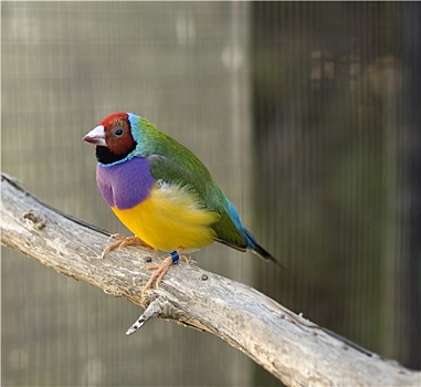 澳大利亚人,雀,红发,雄性,鸟,紫色,绿色