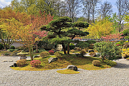 日式庭园,春天,禅园,展示,花园,干燥,风景,北莱茵威斯特伐利亚,德国,欧洲