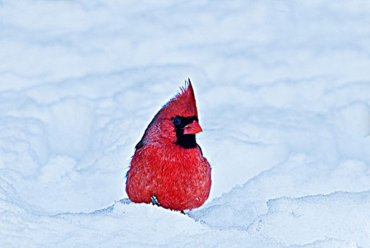 主红雀,冬天