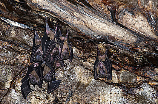 蝙蝠,室内,洞穴,水果,国家公园,北方,马达加斯加
