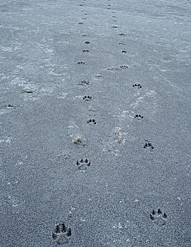 狼,轨迹,冰河湾国家公园,阿拉斯加