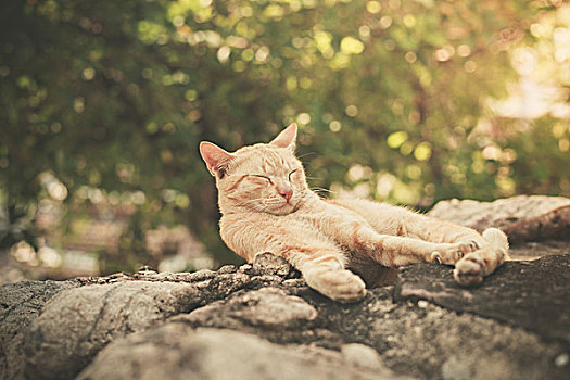 猫,睡觉,石头,户外