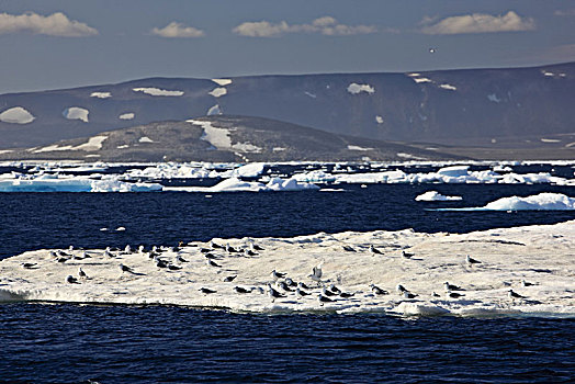 格陵兰,东方,浮冰,沿岸,风景,山景,三趾鸥
