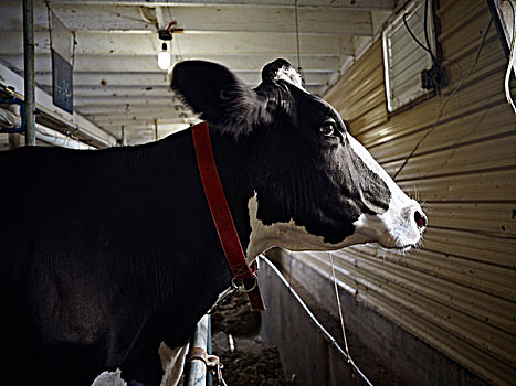 肖像,黑白花牛,奶牛,安大略省,加拿大