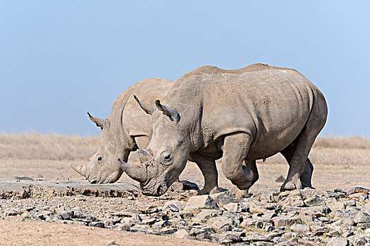 白犀牛,白犀,喝,自然保护区,肯尼亚,非洲