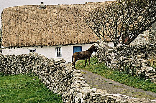 爱尔兰,阿伦群岛,岛屿,伊尼什莫尔岛尔,驴,靠近,茅草屋顶