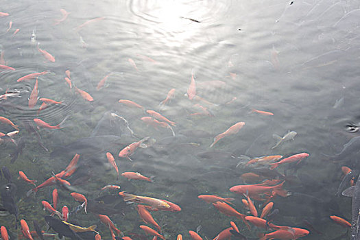 水塘里的红色鲤鱼