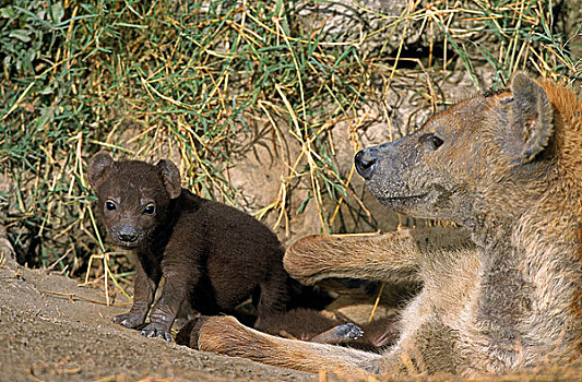斑鬣狗,雌性,幼兽,肯尼亚