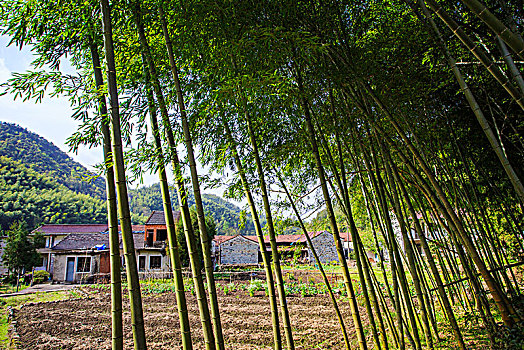 竹林,山村