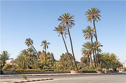 棕榈树,城市,马拉喀什,摩洛哥