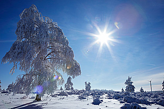 雪,冰,树,冬天,黑森林,巴登符腾堡,德国,欧洲