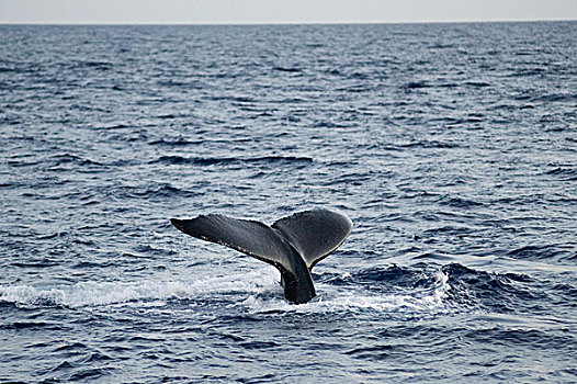 尾部,鲸,毛伊岛,夏威夷,美国