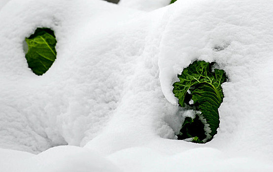 重庆酉阳,大雪封山,白雪皑皑