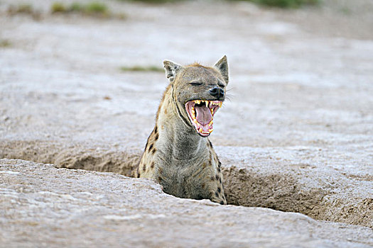 哈欠,斑鬣狗,洞穴,安伯塞利国家公园,肯尼亚,非洲