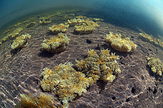 珊瑚,海底,塞舌尔