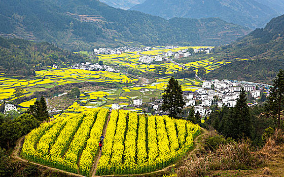 油菜花开