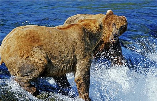 棕熊,争斗,斑点,抓住,三文鱼,阿拉斯加