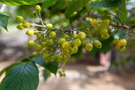 山东省临沂市沂南县沂蒙红色影视基地,东方战场拍摄主场景挂满树枝待成熟的樱桃