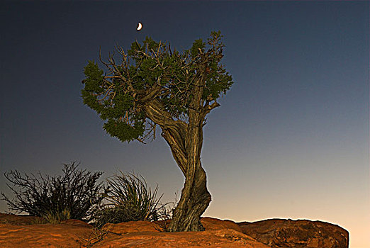 犹他,桧属植物,月亮,北方,边缘,峡谷,靠近,大峡谷国家公园,亚利桑那,美国