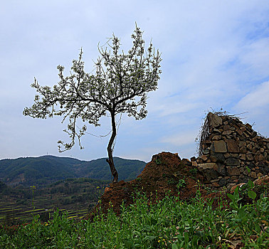 梨树,梨花,房子,田野