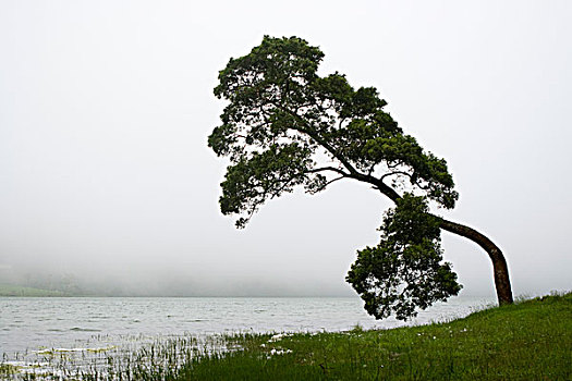 树,赛特港,亚速尔群岛