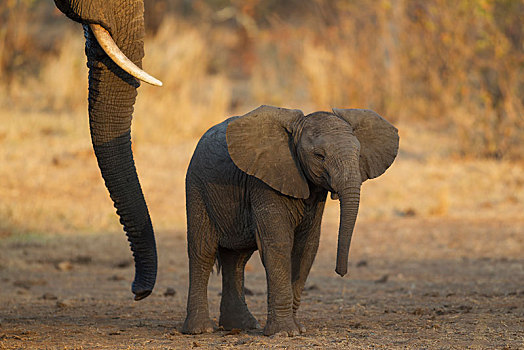 非洲,灌木,大象,非洲象,幼兽,靠近,象鼻,母牛,克鲁格国家公园,南非