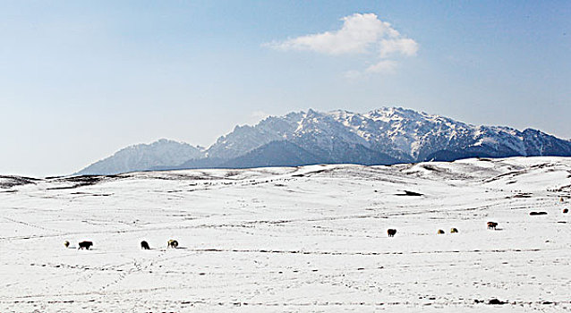 新疆白杨沟天山牧场