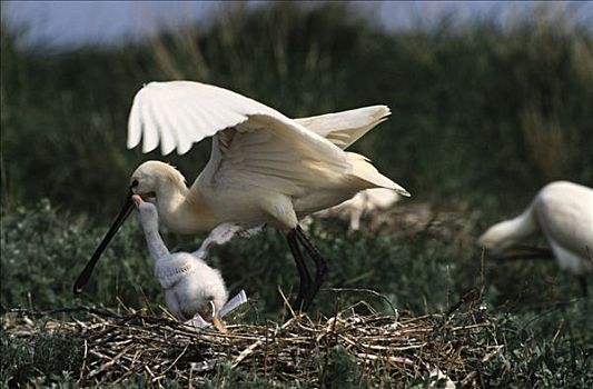 白琵鷺,幼禽,请求,食物,巢,欧洲