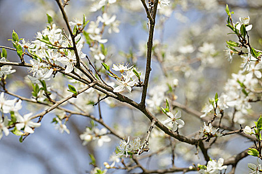 白花,樱桃,李子,灌木,春天,照片