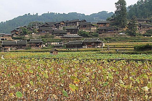 山村田野