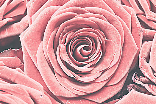 玫瑰,特写,粉色,花