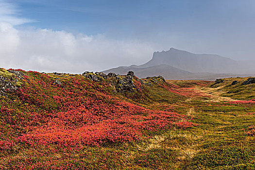 冰岛,秋天,植物,苔藓,遮盖,熔岩原,彩色
