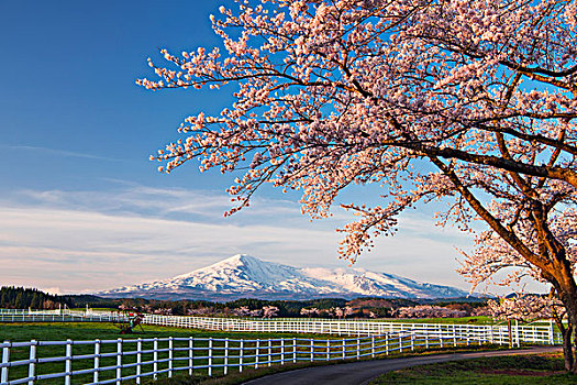 樱桃树,山,早晨