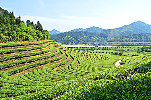 茶业种植园