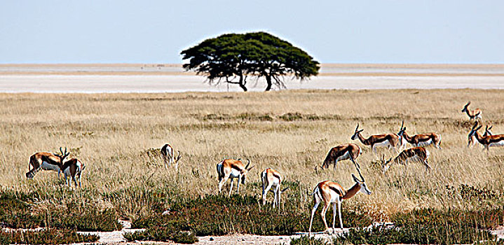 纳米比亚,埃托沙国家公园,盐湖,跳羚